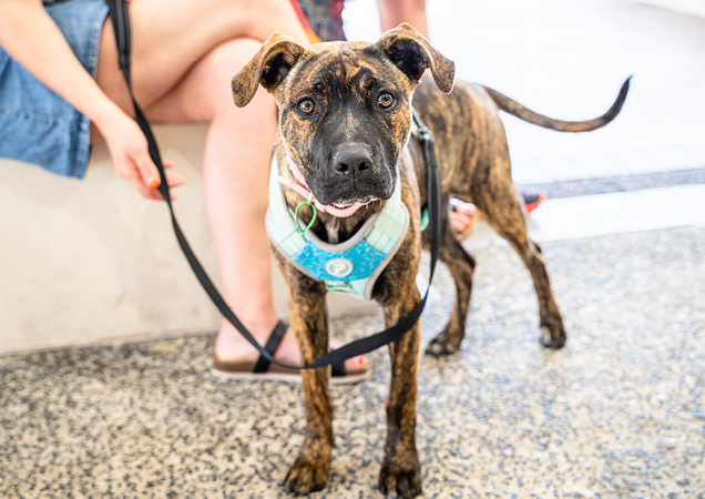 Roo the puppy now grown.